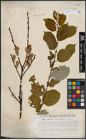 Foto von Salix caprea L.